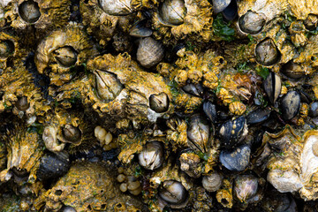 A close up image of very large barnacles and mussel shells growing on a rock visible only at low tide. 