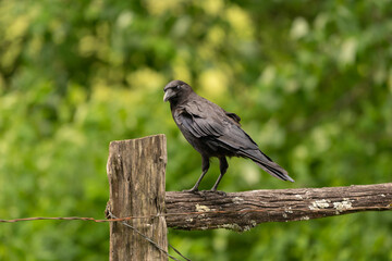 A jet black crow sits on an old wooden fence that has been tied together with metal wire, and turns its head to stare back directly into the camera, its eyes glazed over and covered by a membrane