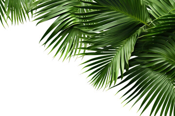 lush green curved palm leaves on isolated white background PNG