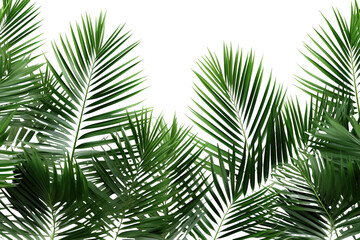 Fototapeta na wymiar lush green curved palm leaves on isolated white background PNG