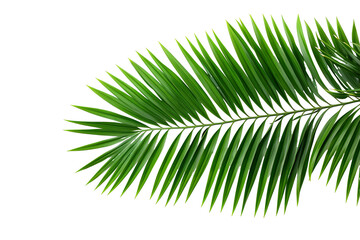 Obraz premium lush green curved palm leaves on isolated white background PNG