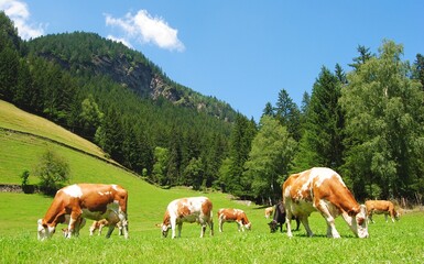 Fototapeta na wymiar Cows on a meadow in Tyrolean Alps.