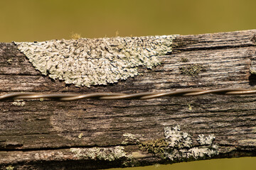 An old section of an outdoor pasture's fencing, thick wood lumber that is dry rotted, splintering...