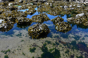 An image of several large rocks covered in thick green sea grass at low tide. 