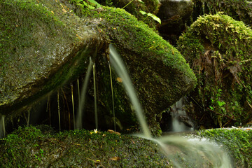 a thin but strong tinkle of H2O squirts down a slippery mossy rock as it cascades along a cold...