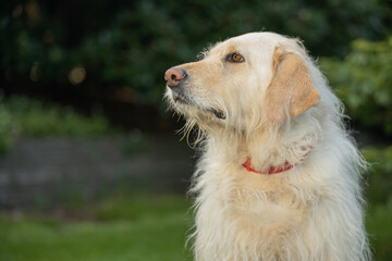portrait of profile of labradoodle dog