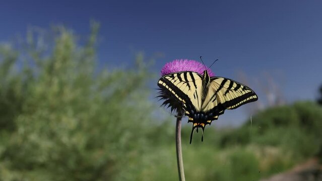 Eastern Tiger Swallowtail Butterfly on Purple Flower - Shallow Depth of Field