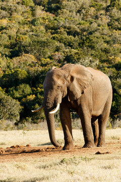 I need Water - The African bush elephant is the larger of the two species of African elephant. Both it and the African forest elephant have in the past been classified as a single species.