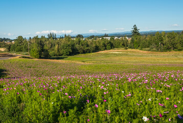 Beautiful view of the cosmos flowers field in sunny day