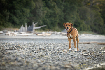 Brown dog standing on the beach
