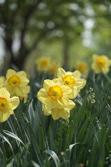 a picture of tulips in Korea