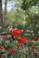 a picture of tulips in Korea