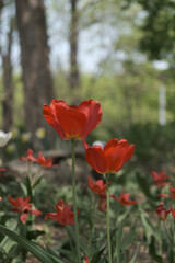 a picture of tulips in Korea