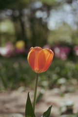a picture of tulips in Korea