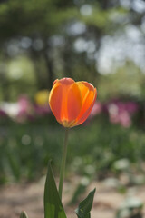 a picture of tulips in Korea