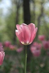 a picture of tulips in Korea