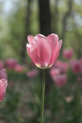 a picture of tulips in Korea