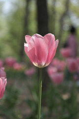 a picture of tulips in Korea