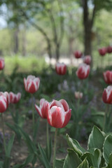 a picture of tulips in Korea
