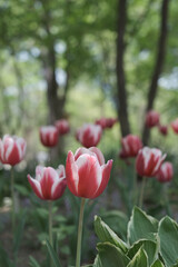 a picture of tulips in Korea