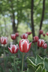 a picture of tulips in Korea
