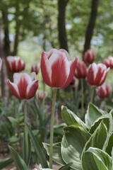 a picture of tulips in Korea