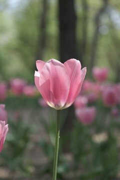 a picture of tulips in Korea