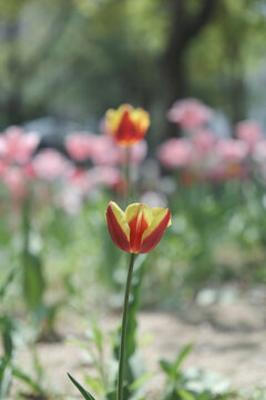 a picture of tulips in Korea