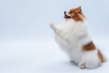 Spits alemão fazendo pose e pedindo.