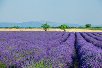 Lavanda fields of the French Provence near Valensole