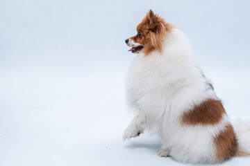 Spits alemão fazendo pose e pedindo.