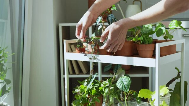 Man arranging potted sprout plants in terracotta pots after replanting on cart at home. Houseplants - Pilea, Ceropegia, Peperomia, Dischidia on metal shelfs. Indoor gardening, hobbies concept