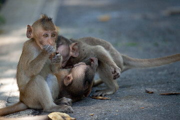 可愛いサル
