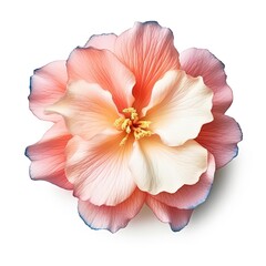 Fototapeta na wymiar poeny flower With clipping path with white background
