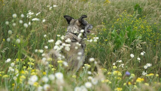 The dog walks in the meadow grasses. 
It reacts to the smells of flowering plants and sounds emitted by insects. 
