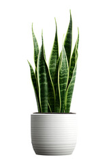 Sansevieria plant on ceramic pot, snake plant, white background