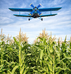 airplane over a maize field