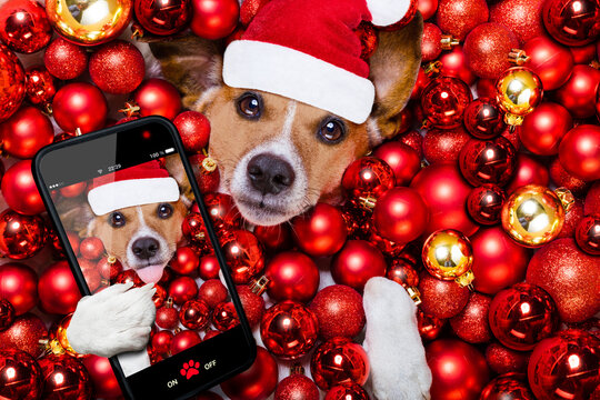 jack russell terrier  dog with santa claus hat for christmas holidays resting on a xmas balls background taking a selfie with smartphone or camera