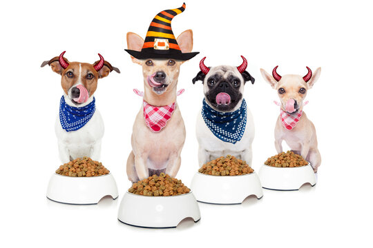 row and group of halloween hungry dogs  in front of food bowls, isolated on white background