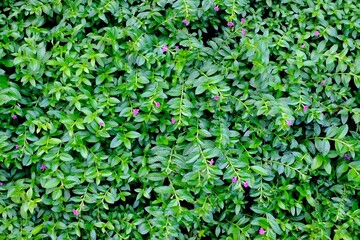 green leaves background