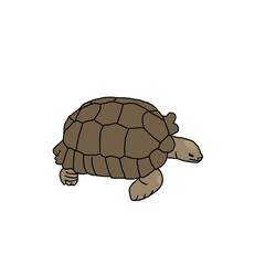 turtle
