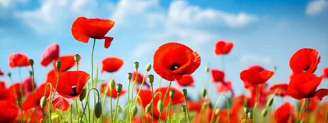 Flower meadow field background banner panorama - Beautiful flowers of poppies poppy Papaver rhoeas in nature, close-up. Natural spring summer landscape with red poppies and blue sky - obrazy, fototapety, plakaty