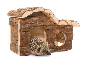baby hedgehog and house in front of white background