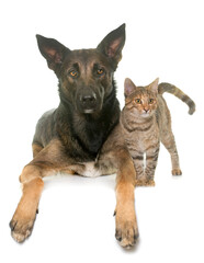 kitten and belgian shepherd malinois in front of white background