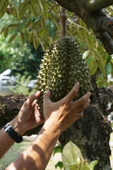 Naklejka na ściany i meble Durian fruit of Thailand in the durian tree garden. 