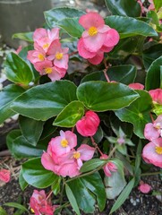 Sweet light pink flowers and glossy green leaves of Surefire Rose Begonia (Begonia benariensis)