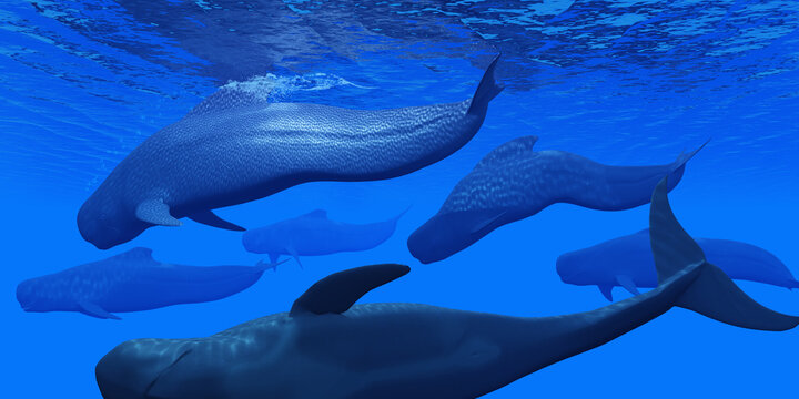 Pilot whales live together in large pods in the world's oceans and hunt for squid and fish prey.