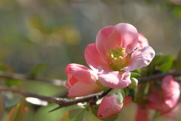 Pink flowers of the apple tree are fragile.