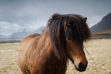 Horizontal front view of an Icelandic brown horse with long mane with dark clouds in the background