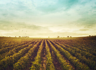 vineyard landscape. Autumn grapes harvest